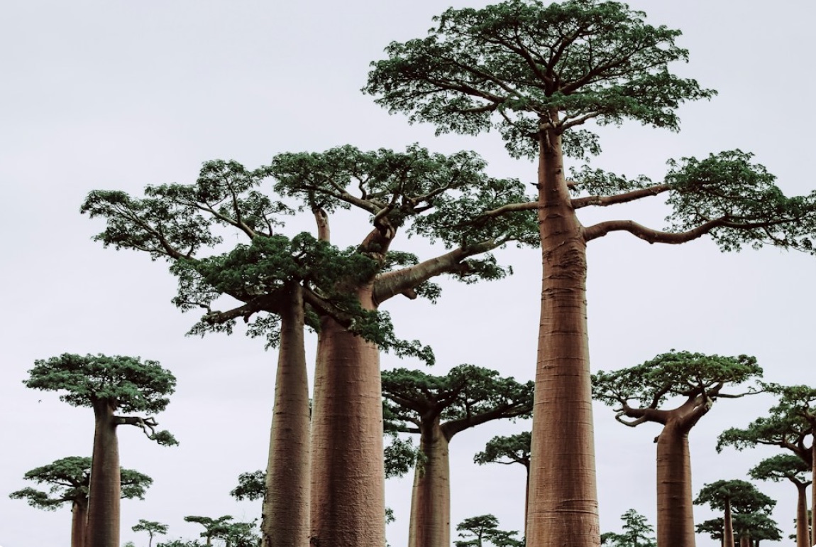 A grove of tall baobab trees against a pale sky